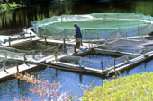 Solar Floodlight and Fish Farm