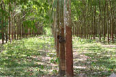 Solar Light in Plantation