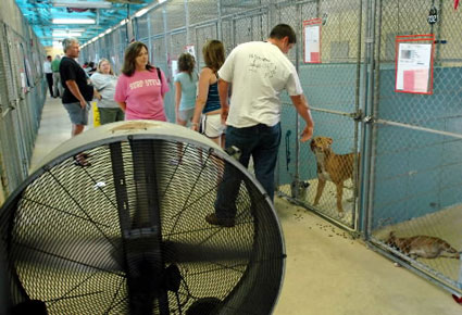 Solar Ventilation Fan - Animal Shelter