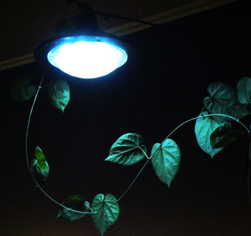 Solar Shed Light (SC801)