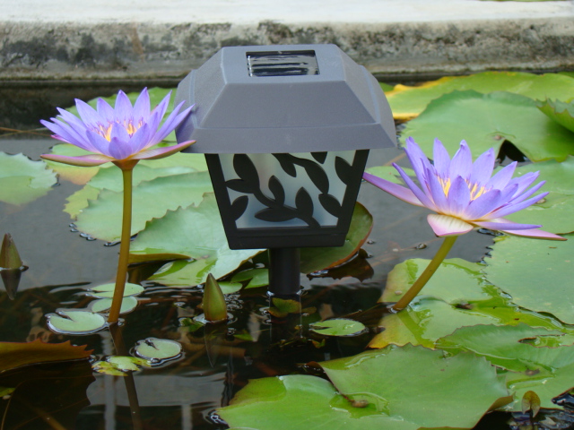 Solar Garden Light in a pond