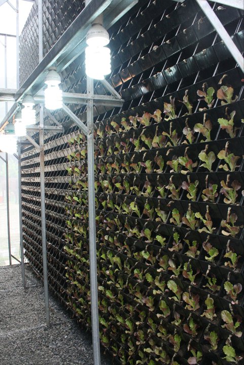 Vertical Farming with Lighting