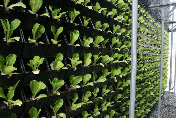 Vertical Farming and Garden