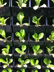 Vertical Farm