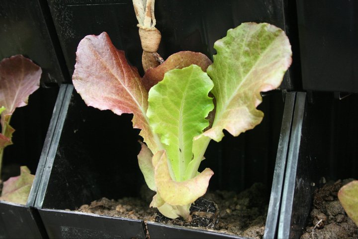 Vertical Farming Technology